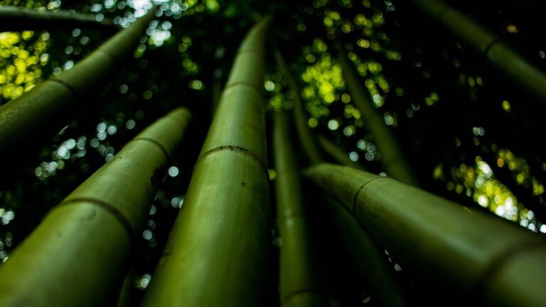 Journée mondiale du bambou 2026 : la plante capable de régénérer l&rsquo;avenir