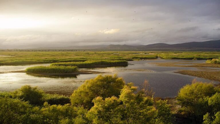 Les Tablas de Daimiel résistent à l&rsquo;été, mais perdent de l&rsquo;eau