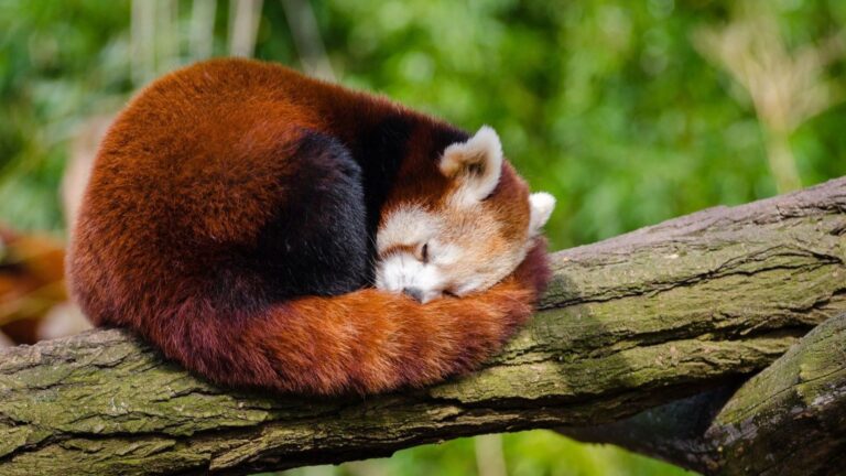 Journée internationale du panda rouge 2026 : au bord de l&rsquo;abîme