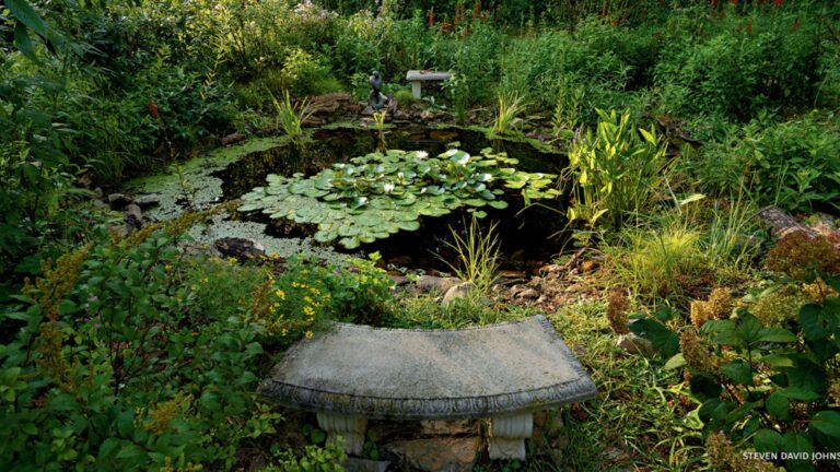 Étudiante creuse un étang dans son jardin pour un travail scolaire à 160 dollars; neuf ans plus tard, il attire grenouilles, crapauds et insectes pollinisateurs