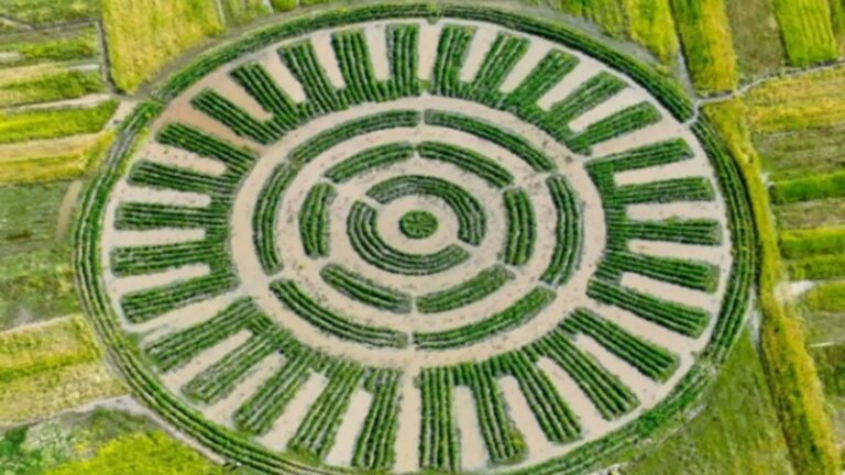 Au Pérou, une technique agricole ancestrale à 3 800 mètres d&rsquo;altitude donne sa première récolte de pommes de terre et protège les cultures du gel sans moteurs ni câbles
