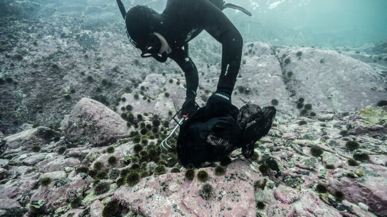 Norvège retire près de 100 000 oursins du fond marin et fait renaître un ancien désert sous-marin, désormais rempli d’algues et de poissons