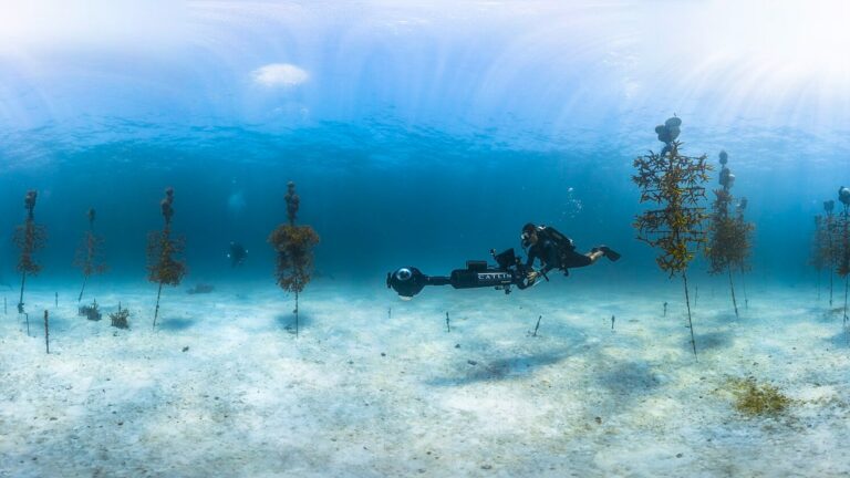 Projet scolaire sur les coraux : un réseau de sauvetage comptant près de 1 000 arbres sous-marins en Floride