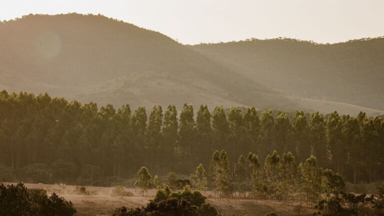 Journée mondiale contre la monoculture des arbres 2026