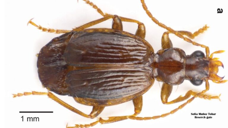 Lebia urkumanta : le scarabée aux ailes minuscules découvert à 3 700 mètres d&rsquo;altitude