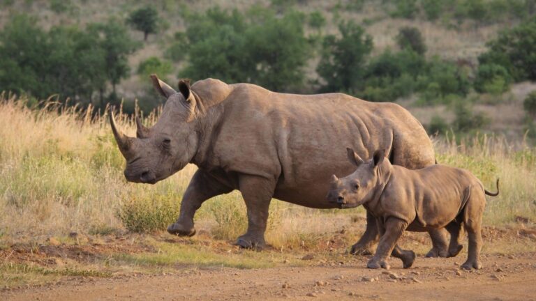 Journée mondiale du rhinocéros 2026
