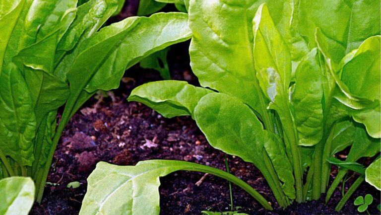 Agriculture biologique : l’Espagne en tête, mais endettée