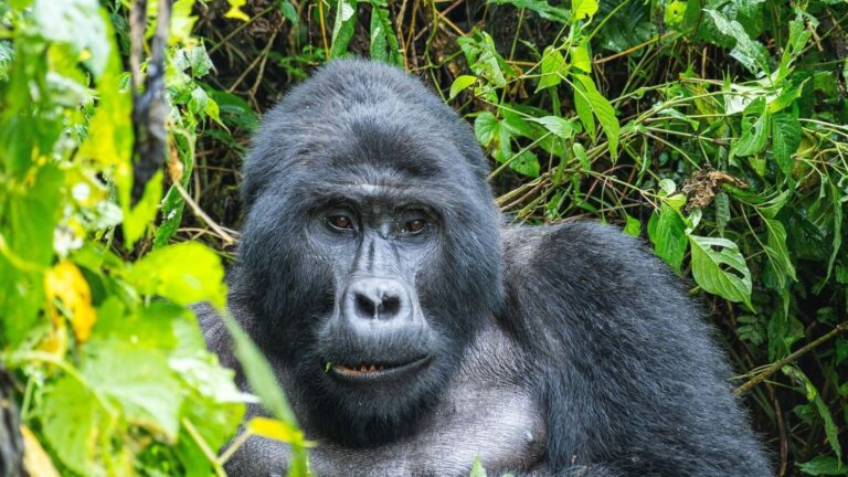Journée mondiale du gorille 2026 : pourquoi protéger ce grand primate est essentiel