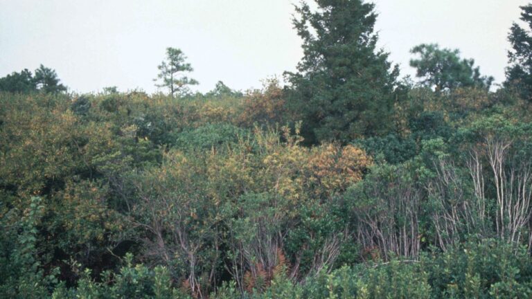 Projet agricole abandonné a creusé 80 km de fossés dans une tourbière de Caroline du Nord, émettant 130 000 tonnes de CO2 par an et une entreprise tente de le restaurer en bloquant ces canaux