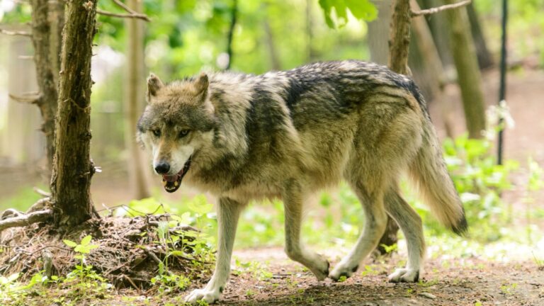 Des graines de myrtille issues de cinq excréments de loup au Minnesota ont germé à 96 %, tandis que les récoltes de l’arbuste restaient à 69 %