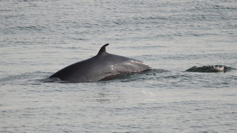 Sauvetage d’urgence au Cape Cod : retrait de la majeure partie des engins de pêche d’une baleine minke de 5,5 m qui les avait traînés sur 64 km