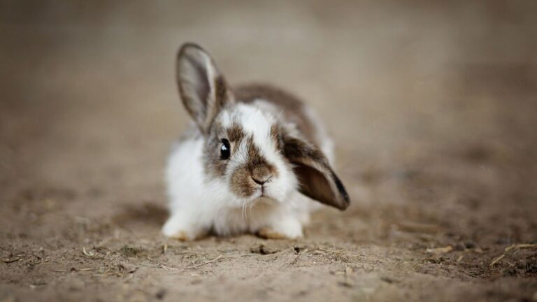 Journée internationale du lapin 2026