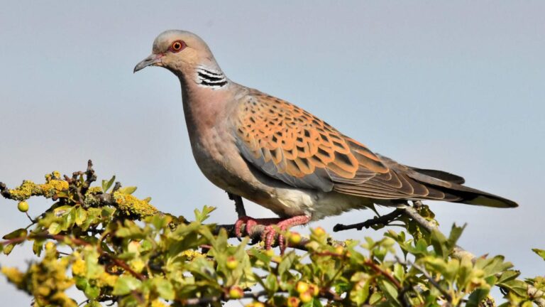 Le Royaume‑Uni a perdu 99 % de ses tourterelles européennes depuis 1967 : dans les South Downs, 30 oiseaux élevés en captivité ont été relâchés avec des fleurs et des mares préparées pour eux, bien que tous les conservationnistes ne soient pas d’accord.
