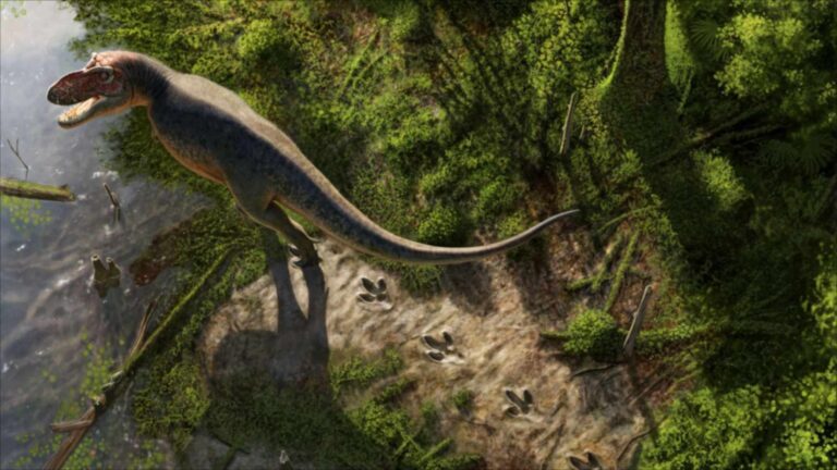 Un professeur de lycée découvre dans le Dakota du Nord quatre empreintes mesurant près d&rsquo;un mètre chacune, formant la première piste connue d&rsquo;un Tyrannosaurus rex adulte, et suggèrent qu&rsquo;il marchait à la vitesse d&rsquo;une personne pressée