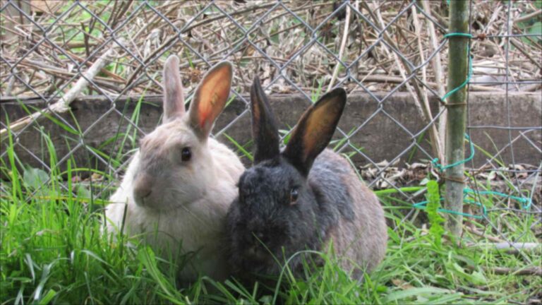Lapins relâchés sur une île subantarctique en 1865 pour nourrir les naufragés, sauvés 127 ans plus tard alors qu&rsquo;ils étaient devenus une race unique au pelage gris argenté