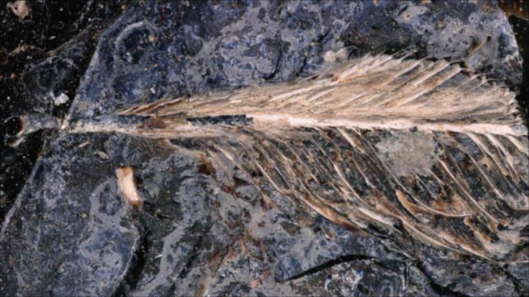 Au Montana, un chercheur cherchant des fossiles de poissons découvre une plume sortant d’un excrément fossilisé de dinosaure, révélant un oiseau âgé de 66 millions d’années qui pourrait expliquer pourquoi certaines espèces d’oiseaux ont survécu à l’astéroïde et d’autres non.
