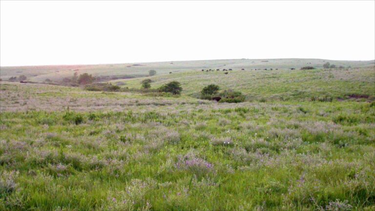 Réintroduction de 30 bisons dans une prairie du Kansas (1987) : après 29 ans, les zones pâturées affichent 103 % d&rsquo;espèces indigènes en plus que celles sans grands herbivores, même après une sécheresse extrême