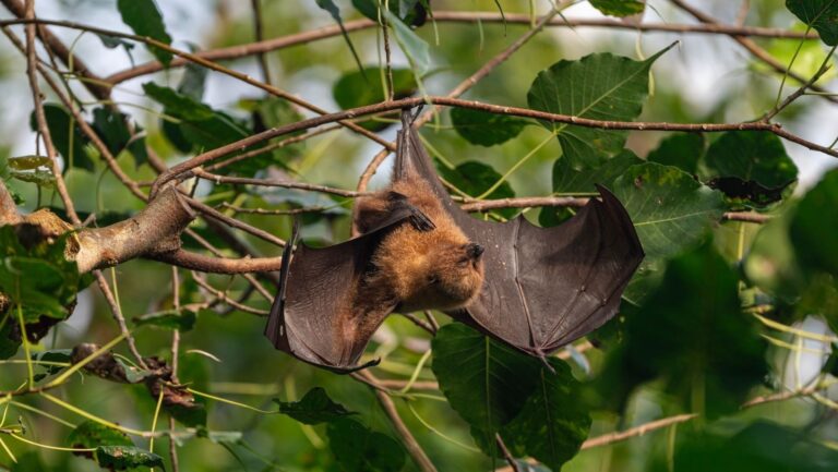 L&rsquo;origine des chauves-souris pointe vers l&rsquo;Europe : 103 génomes réécrivent leur histoire