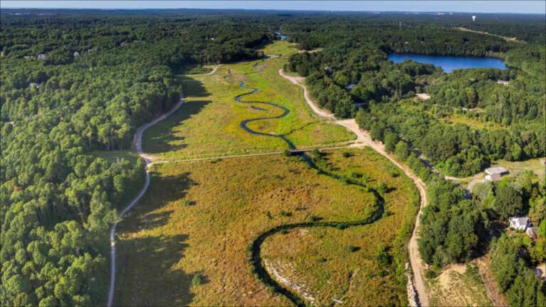 Massachusetts supprime deux barrages sur la rivière Coonamessett à Cape Cod et transforme d&rsquo;anciens champs de myrtilles en 22,7 hectares de zones humides, où plus de 200 espèces de plantes indigènes ont refait leur apparition