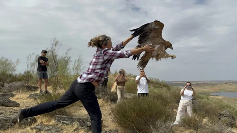 Sauvetage des rapaces face à la chaleur : Félix reprend son vol à Badajoz