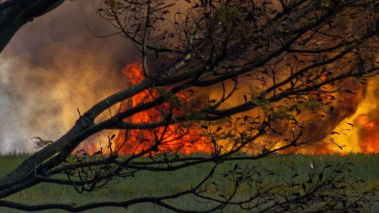 Espagne dépasse les 300 000 hectares brûlés par les incendies, plus du triple de la moyenne