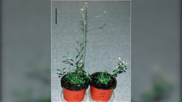 Écureuil sibérien préhistorique : 36 plantes cultivées à partir de son tissu et correction d&rsquo;espèce par l&rsquo;ADN