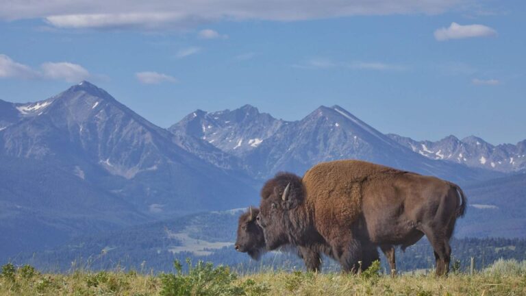 Ted Turner a remplacé les vaches par des bisons sur son ranch du Montana en 1989 et aujourd’hui sa harde compte environ 4 500 animaux, mais les bisons l’ont obligé à remettre les clôtures qu’il avait enlevées.