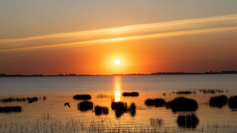 L&rsquo;œillet de Doñana résistant à la sécheresse : la science révèle comment il y parvient