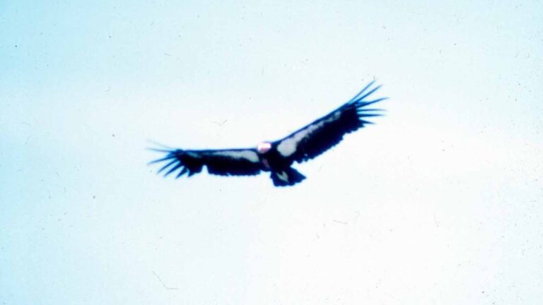 Condors de Californie : de 27 survivants en 1987 à 607 individus aujourd&rsquo;hui, le plomb des munitions responsable de la moitié des décès connus