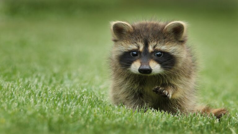 Journée mondiale des animaux 2026 : protéger les animaux passe aussi par la préservation de leurs habitats