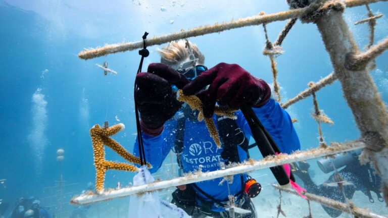 Ken Nedimyer, pionnier de la culture de coraux en Floride depuis 2000, et sa fondation qui élève jusqu’à 50 000 coraux par an dans des arbres sous-marins, mais après la canicule de 2023, moins de 22 % des transplantations de corail cervicornis ont survécu