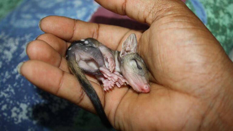 Des tuyaux en plastique abandonnés dans des mines australiennes deviennent des terriers pour le quoll du nord, marsupial menacé, où leurs intérieurs maintiennent une température maximale moyenne de 33,6 °C comme refuges naturels