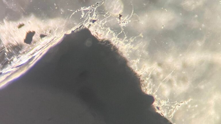 Une équipe de l&rsquo;Université du Michigan découvre jusqu&rsquo;à 6 800 cellules fongiques par millilitre dans l&rsquo;eau des puits de gaz à une profondeur allant jusqu&rsquo;à 556 mètres, dont 13 pourraient être de nouvelles espèces