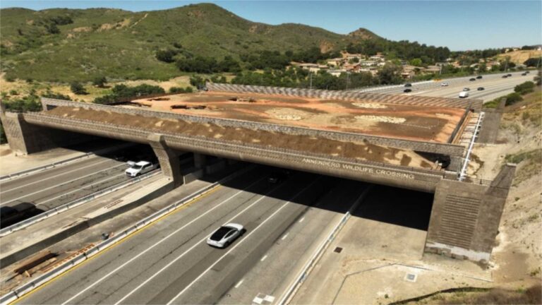 Le puma P-22, enfermé pendant plus d&rsquo;une décennie entre des autoroutes sur 23 km² de Los Angeles, inspirera l&rsquo;ouverture d&rsquo;un passage pour la faune sur l&rsquo;autoroute 101 le 2 décembre