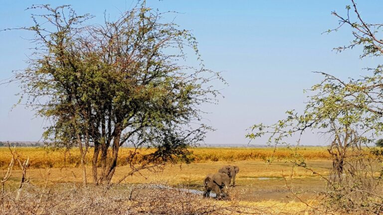 Massacre d&rsquo;éléphants au Botswana : 23 morts signalés pour célébrer l’indépendance