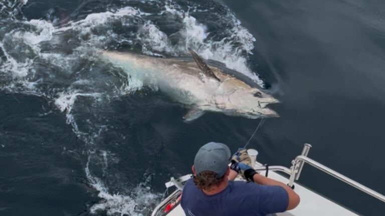 Royaume-Uni autorise en 2026 jusqu’à 30 bateaux à pêcher le thon rouge à 4 tonnes chacun; balises satellites montrent que 22 des 25 suivis reviennent dans la Manche après plus de 300 jours