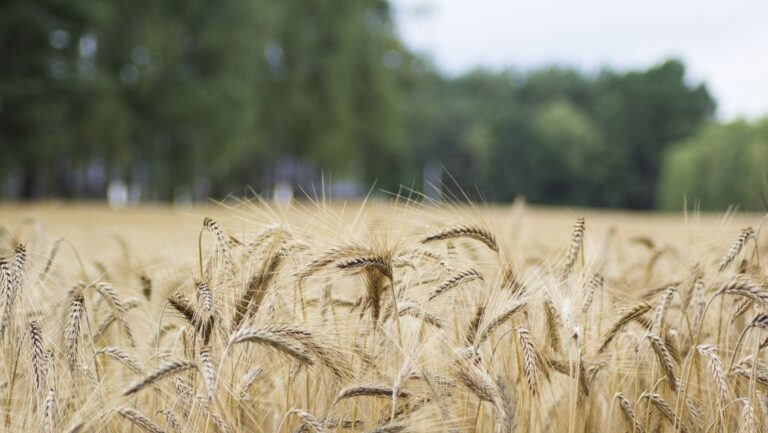 Agriculture sans déforestation en Amérique latine : 13 pays recherchent une feuille de route