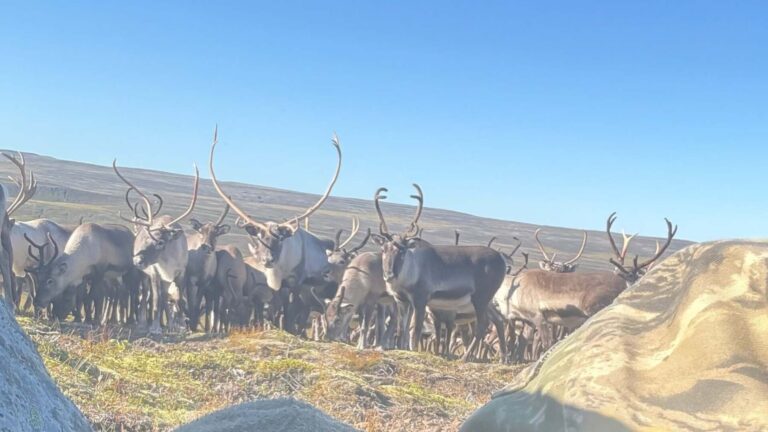 En Islande, environ 400 rennes sauvages sont passés près d&rsquo;un photographe caché derrière un rocher