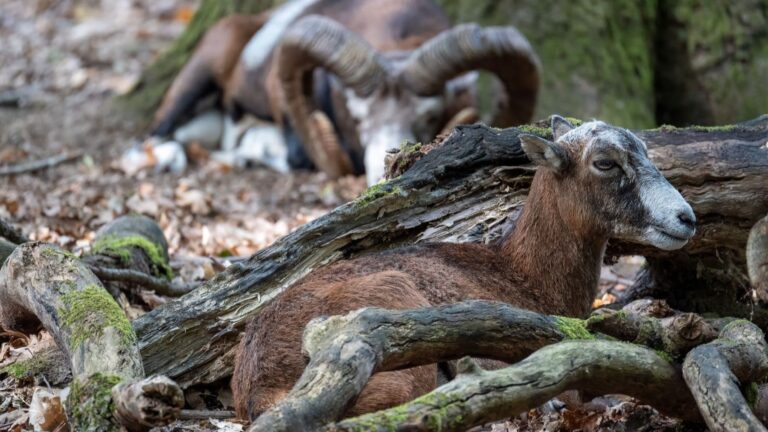 Réseau Vigía des Canaries : formation au Seprona pour enquêter sur la mortalité de la faune