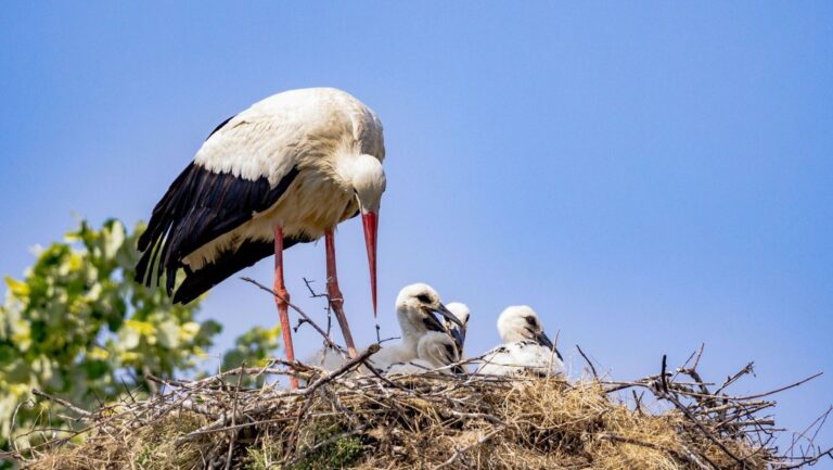 Journée mondiale des oiseaux migrateurs 2026 : l&rsquo;observation des oiseaux aide à les protéger