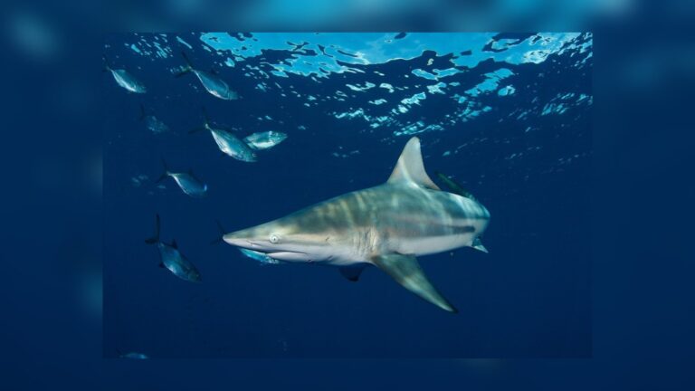 Requins à pointes noires: entendent un haut-parleur à 74 mètres et s’éloignent