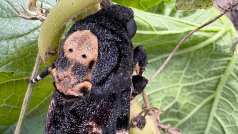 Une horticultrice d&rsquo;une école du Hampshire a entendu un cri dans le compost, a cru que c&rsquo;était une souris et a découvert la Sphinx tête-de-mort, présente sur le poster du Silence des Agneaux