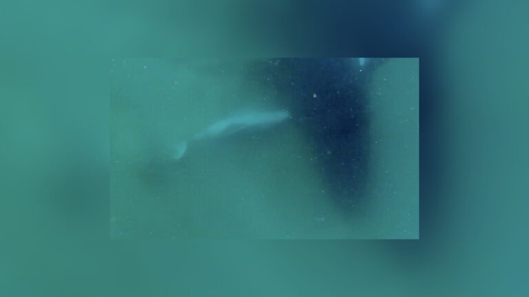Une baleine à bosse a accompagné son baleineau mort-né pendant des heures — un signe de deuil