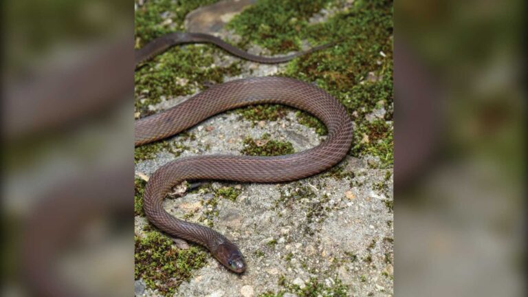 Un lycéen chinois de 17 ans a passé plus de 40 nuits à chercher dans les montagnes Kuocang et a aidé à identifier une nouvelle espèce de serpent.