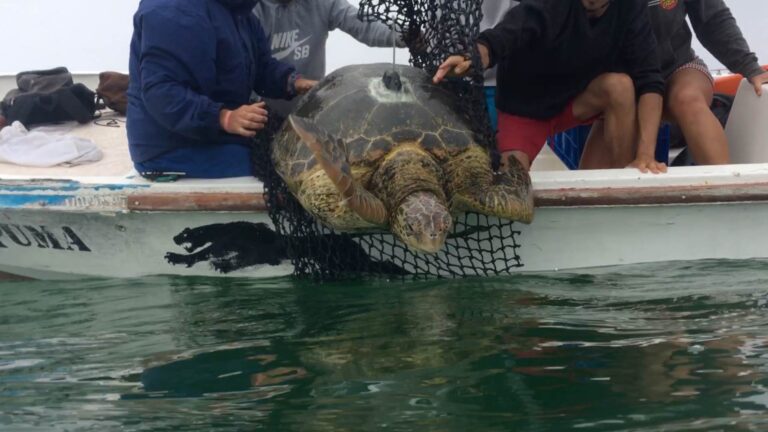 9 tortues vertes et jaunes des Galápagos suivies pendant 418 jours n&rsquo;ont pas quitté la réserve marine et ont utilisé des zones comprises entre 24 et 27 316 km²