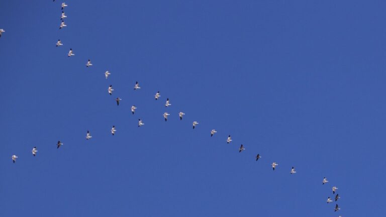 Atlas de la migration : le changement climatique modifie les parcours des oiseaux
