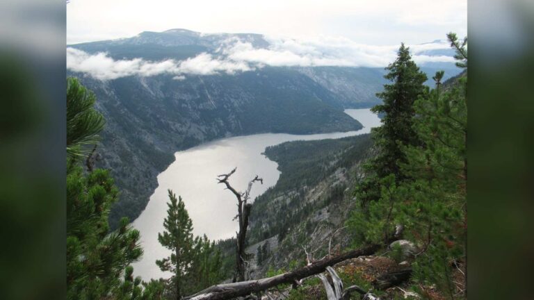 En 1912, il s&rsquo;isola dans les montagnes de Colombie-Britannique, y passa plus de cinq décennies près d&rsquo;un lac isolé, et sa famille a aidé à sauver les cygnes trompettes