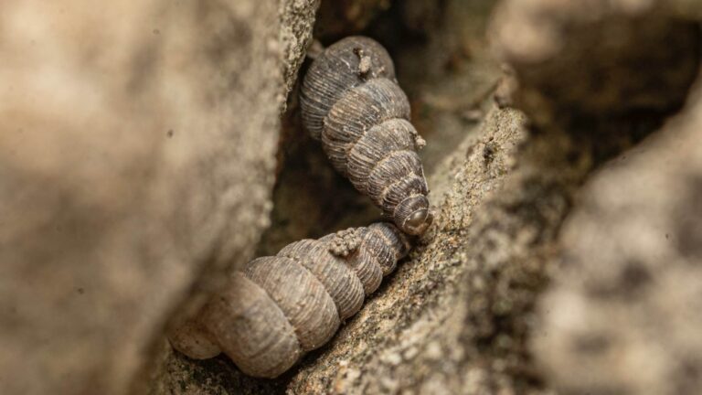 Des bénévoles et des scientifiques découvrent au Monténégro deux escargots d’environ 6 mm, aux coquilles qui se referment comme une porte, et l’un vit dans un canyon qu’un barrage pourrait inonder
