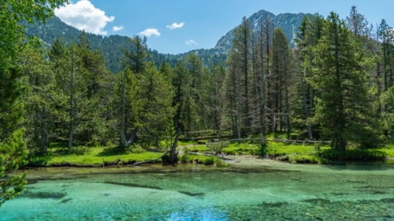 Forêts matures d&rsquo;Aigüestortes : qualité et réserves de carbone en Espagne
