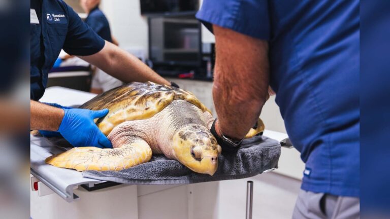 Une chienne a trouvé Rhossi, tortue lora presque gelée sur une plage du Pays de Galles; après plus de deux ans de soins, elle a volé 8000 kilomètres jusqu’au Texas pour retrouver la mer